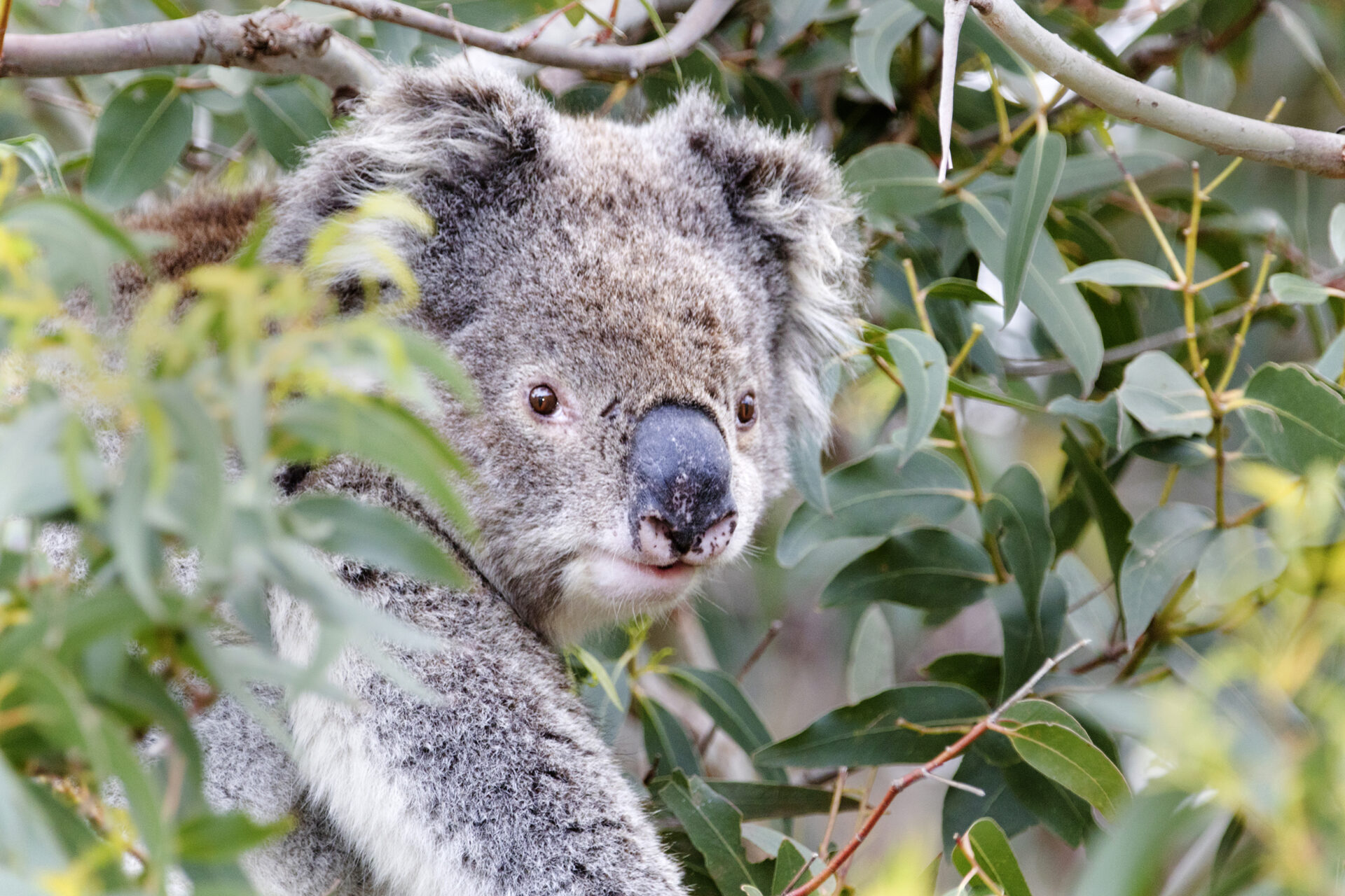 Read more about the article Regular – Koalas Declared Endangered in Parts of Eastern Australia