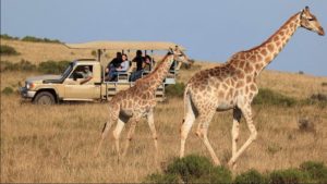 Read more about the article Regular – 3-Day Garden Route Tour and Safari from Cape Town, South Africa