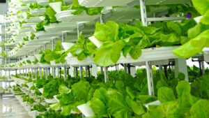 Read more about the article Business 177 (8/13)- Dubai builds world’s largest vertical farm