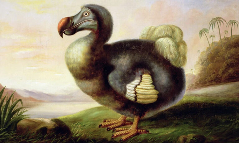 投稿についてもっと詳しく Narure – What it would take to bring back the dodo