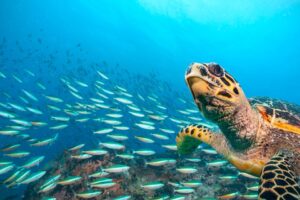 投稿についてもっと詳しく Nations reach accord to protect marine life on high seas