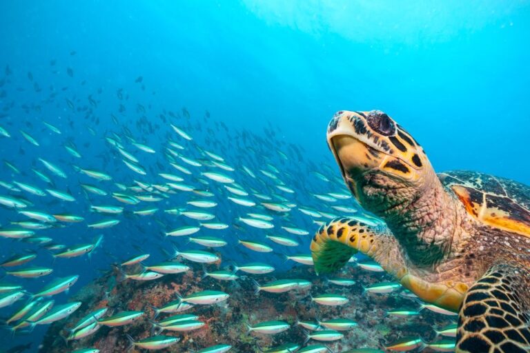 投稿についてもっと詳しく Nations reach accord to protect marine life on high seas