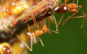 投稿についてもっと詳しく Nature – Crazy ants’ strange genomes are a biological first