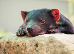投稿についてもっと詳しく Nature – Genetic map of Tasmanian devil cancers hints at their future evolution