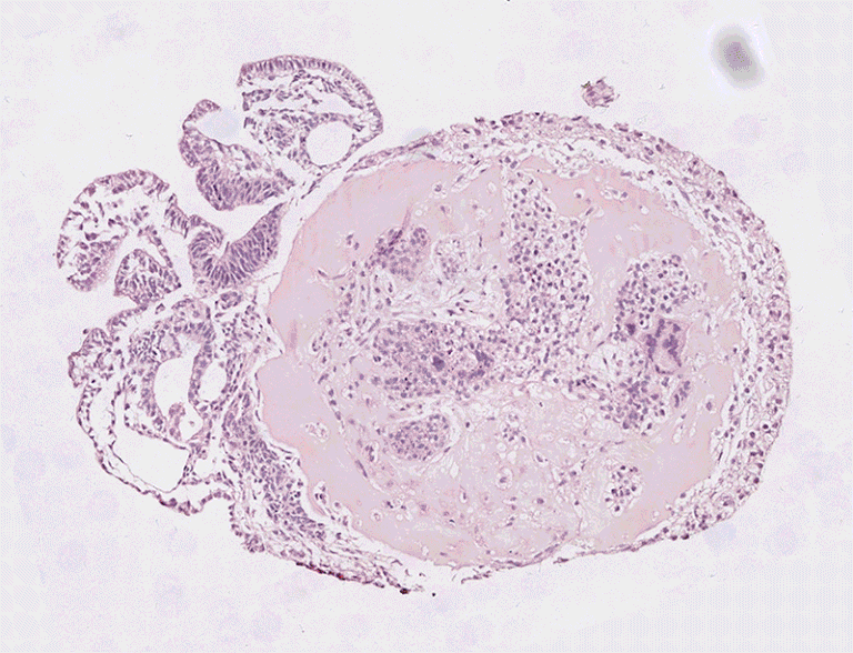 投稿についてもっと詳しく Nature – Lab-grown monkey embryos reveal in 3D how organs begin