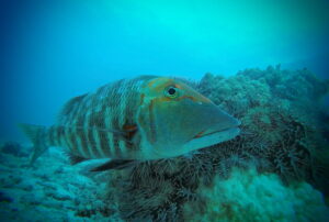 投稿についてもっと詳しく Biology – Fish help control crown-of-thorns starfish numbers on Great Barrier Reef