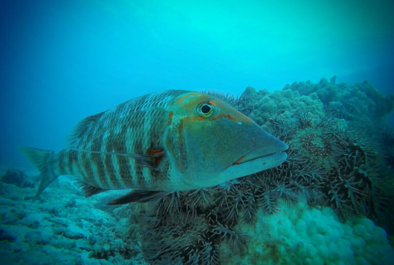 投稿についてもっと詳しく Biology – Fish help control crown-of-thorns starfish numbers on Great Barrier Reef