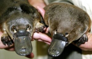 投稿についてもっと詳しく Biology – Australia’s ‘irreplaceable’ platypus threatened by dams: study