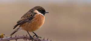 投稿についてもっと詳しく Biology – Smallest species shifting the fastest: Bird body size predicts rate of change in a warming world