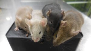 投稿についてもっと詳しく Biology – Scientists create mice from two dads after making eggs from skin cells