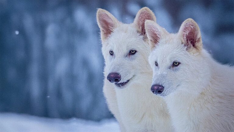 投稿についてもっと詳しく (4/16-21) The story of dire wolves goes beyond de-extinction