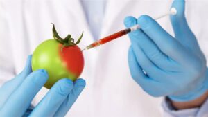 投稿についてもっと詳しく (6/16-21) The story of the purple tomato — and why its success is a win for GM foods
